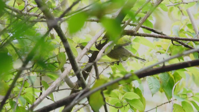 Hooded Siskin - ML613678170