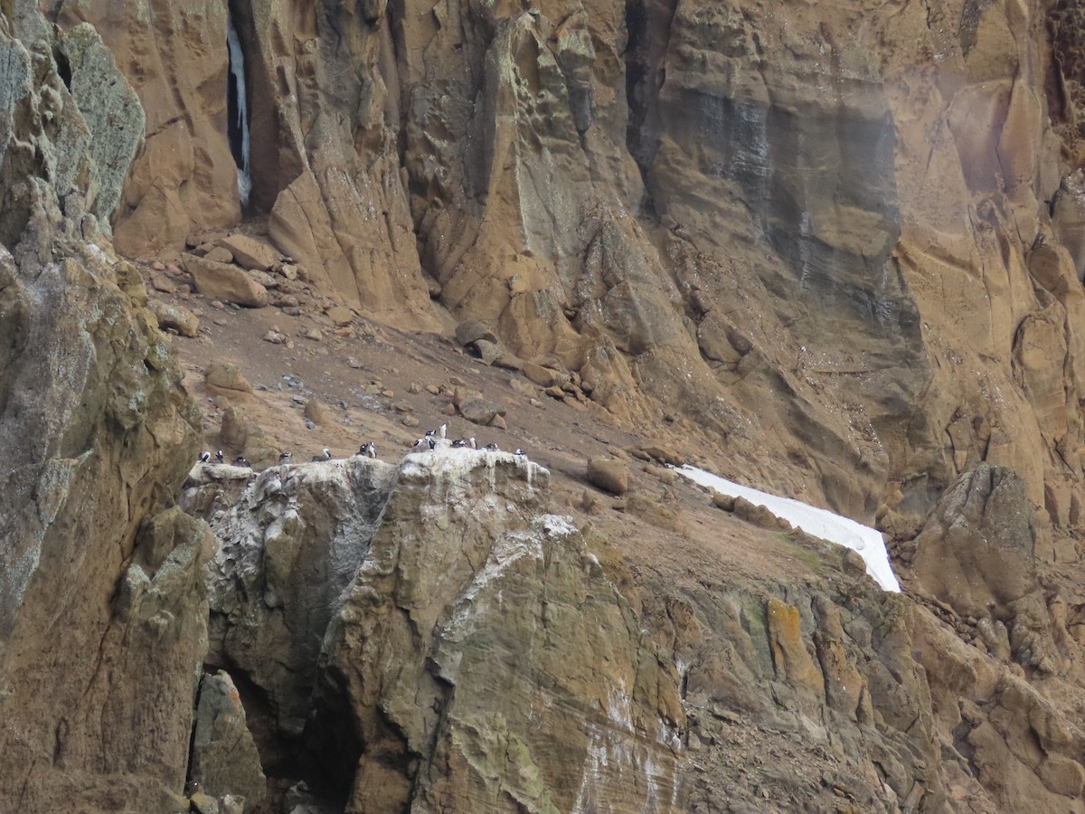 Antarctic Shag - ML613678180