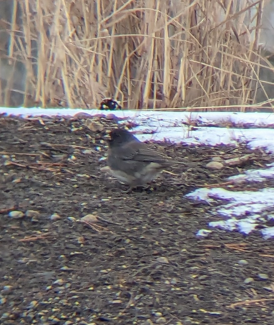 Junco Ojioscuro (cismontanus) - ML613678181