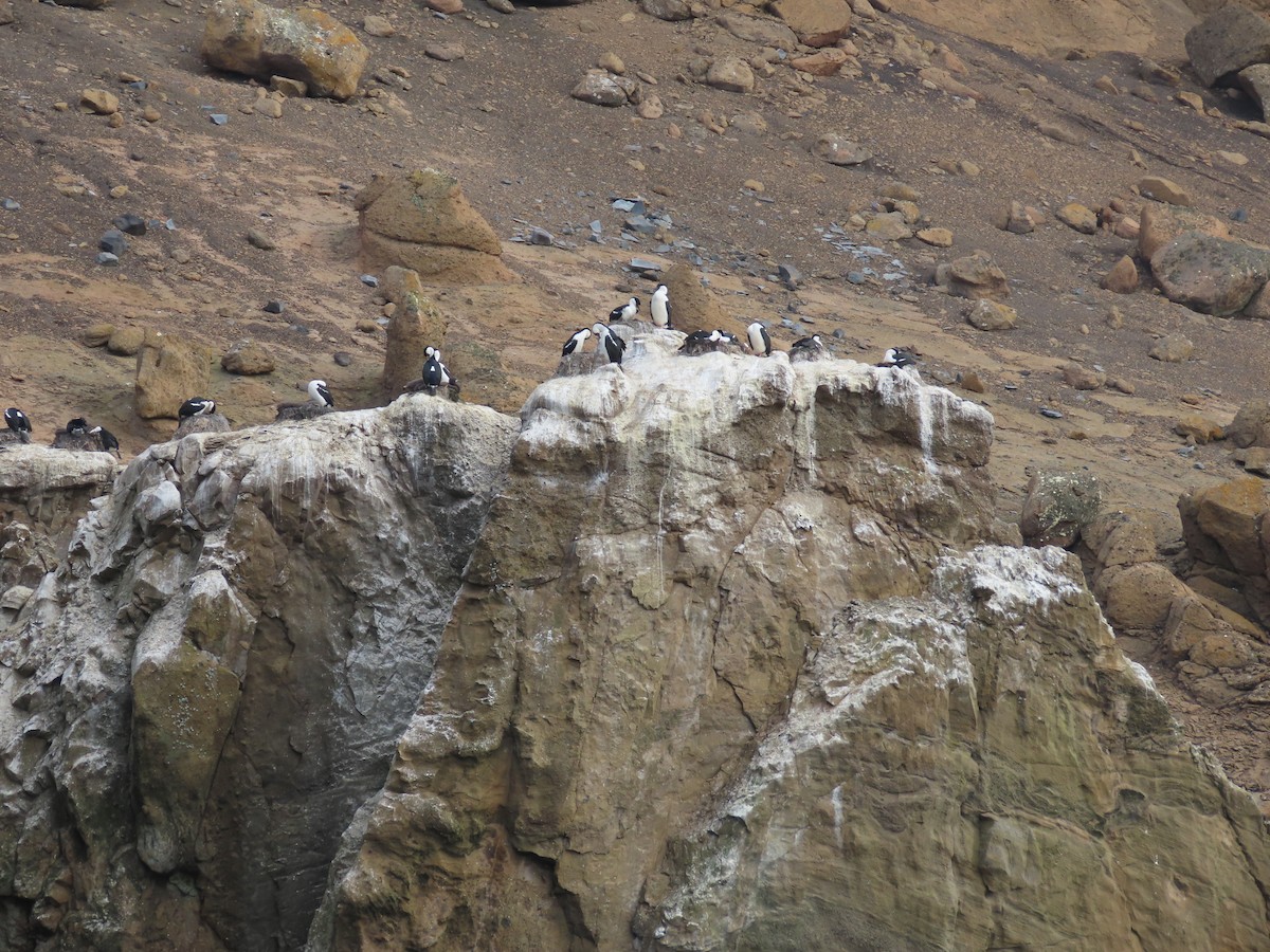 Cormorán Antártico - ML613678186