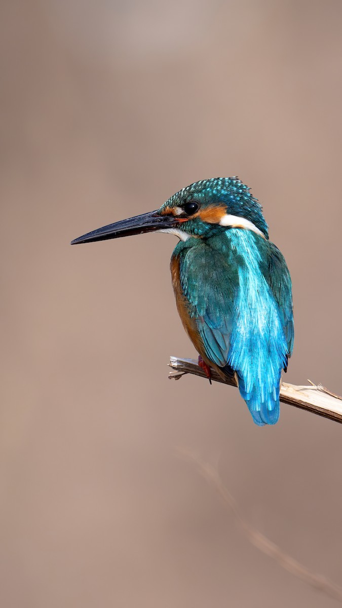 Martin-pêcheur d'Europe - ML613678193