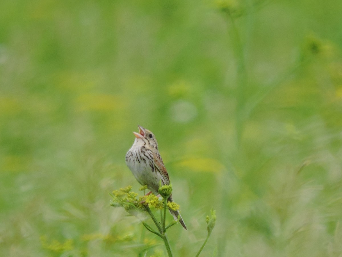 Henslow's Sparrow - Melody Walsh