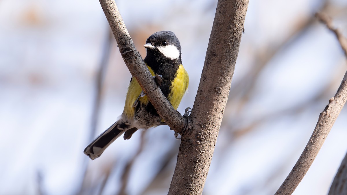 Green-backed Tit - ML613678211