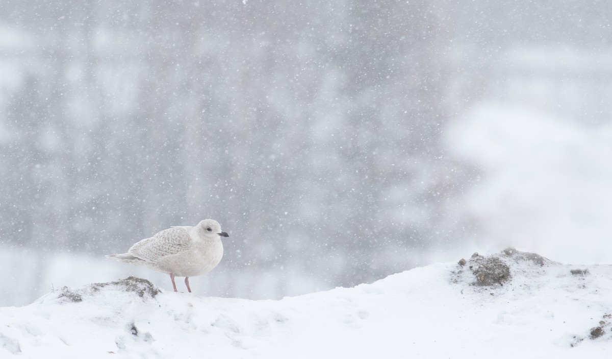 Iceland Gull - ML613678350