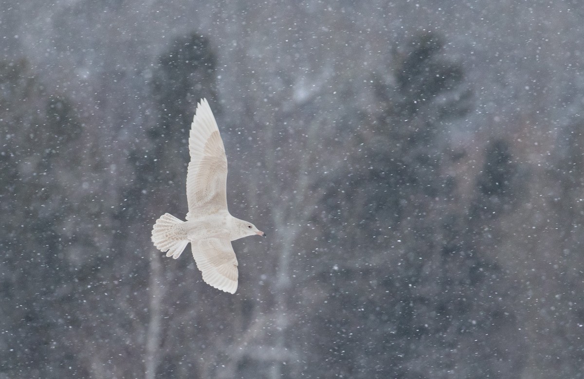 Glaucous Gull - ML613678355