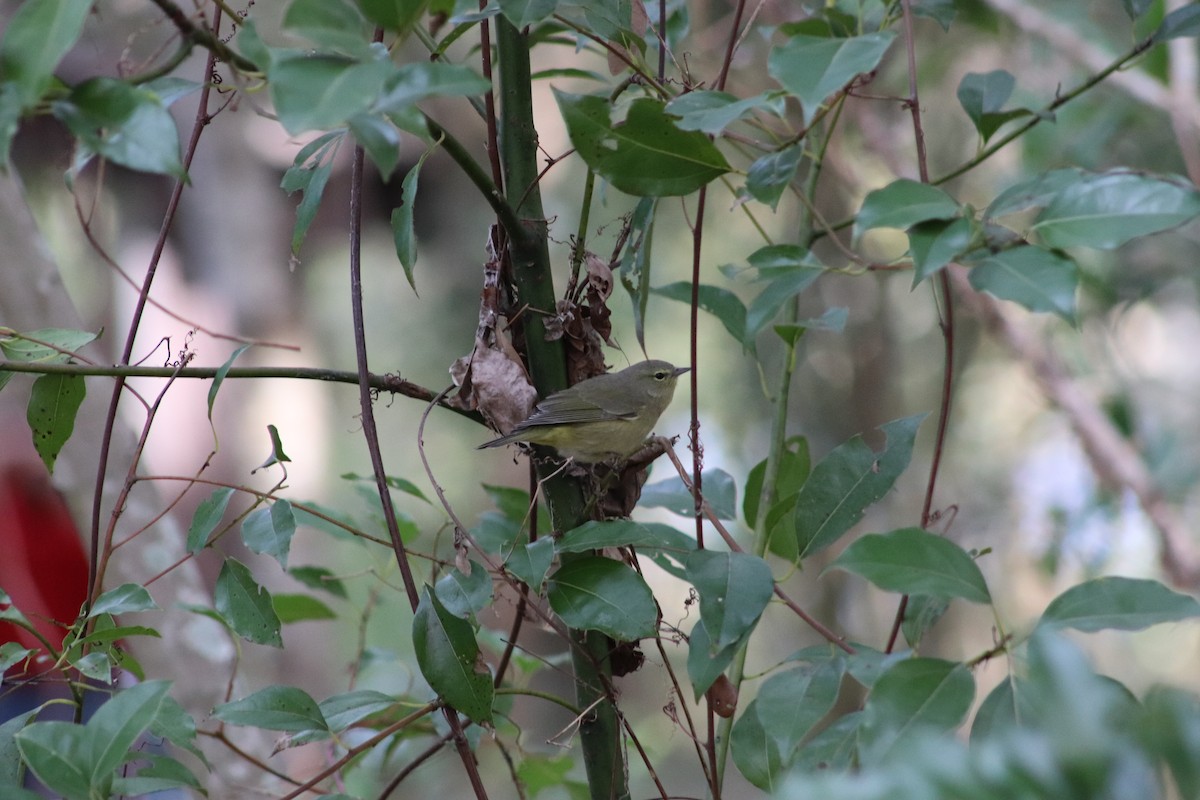 Orange-crowned Warbler - ML613678417