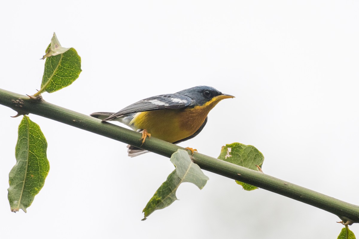 Tropical Parula - Emily Turteltaub Nelson