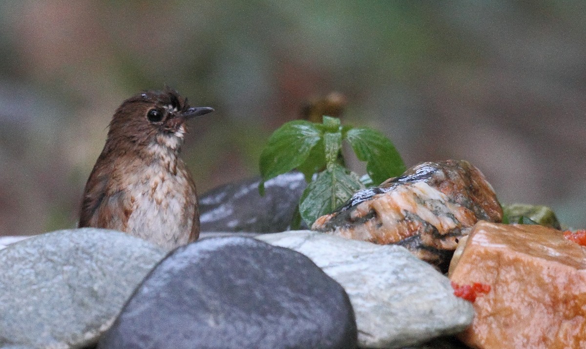 Lesser Shortwing - Krishnan Sivasubramanian