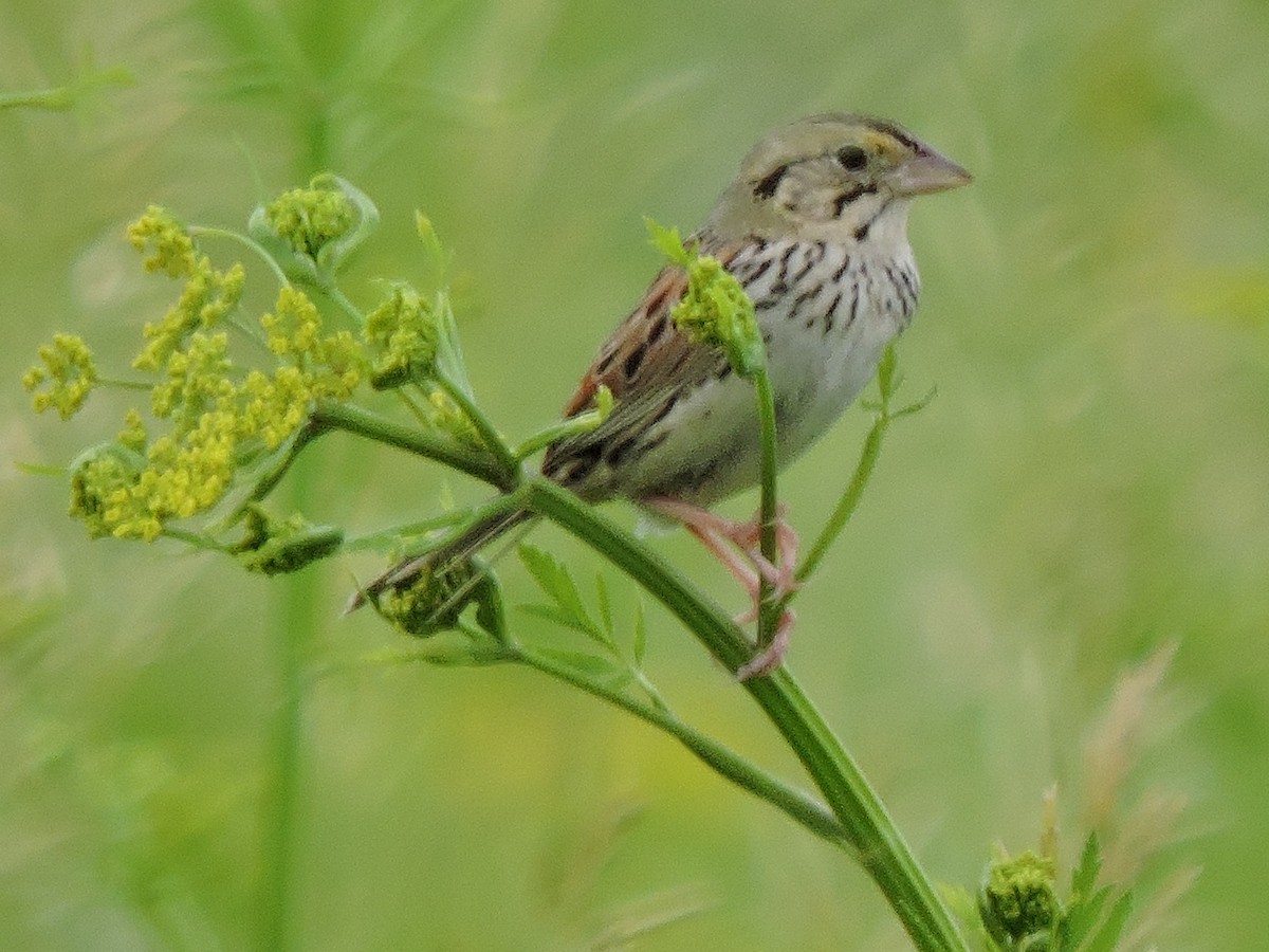 Henslow's Sparrow - Melody Walsh