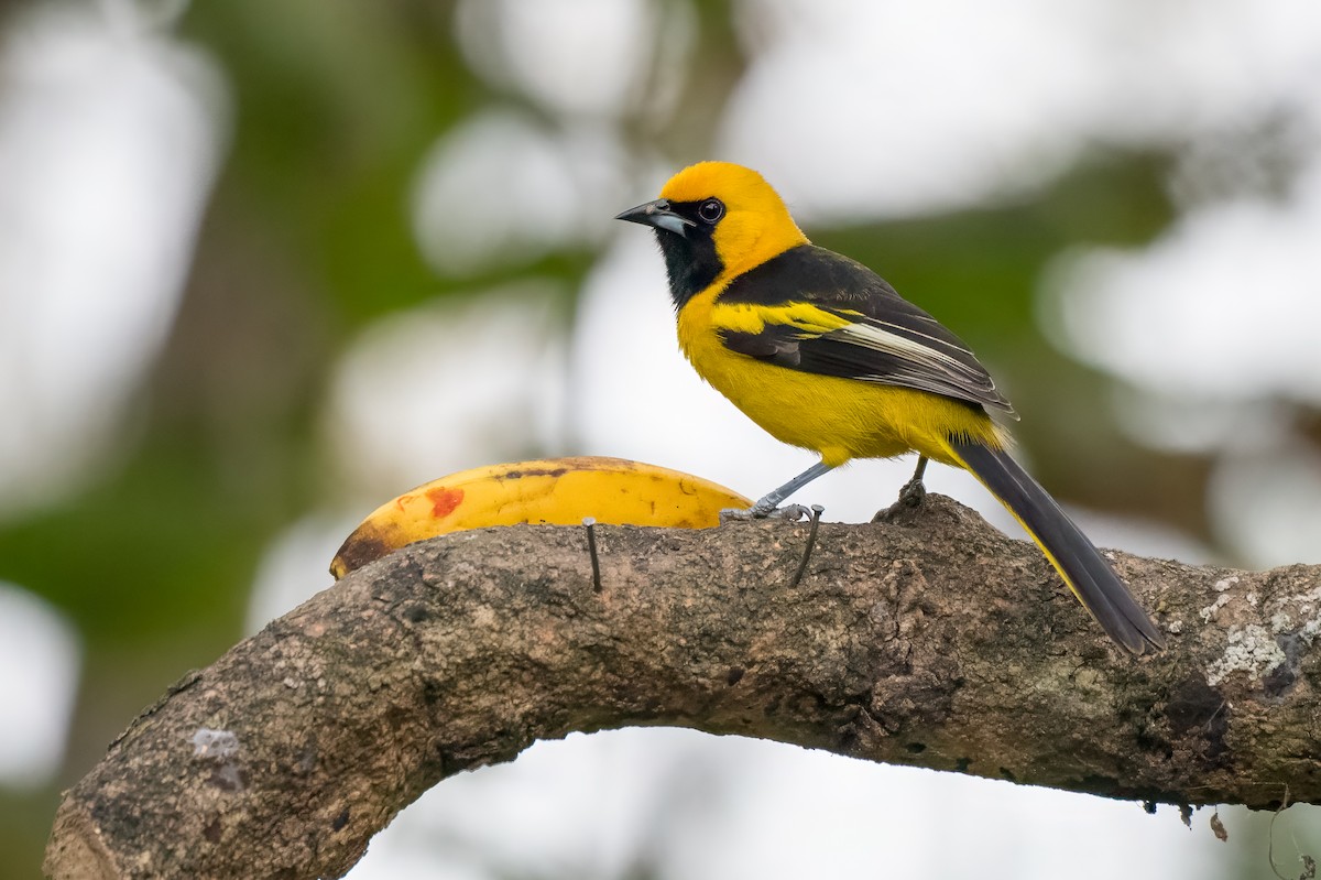 Yellow-tailed Oriole - Emily Turteltaub Nelson