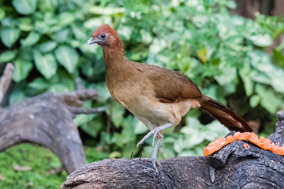 Rufous-headed Chachalaca - Emily Turteltaub Nelson