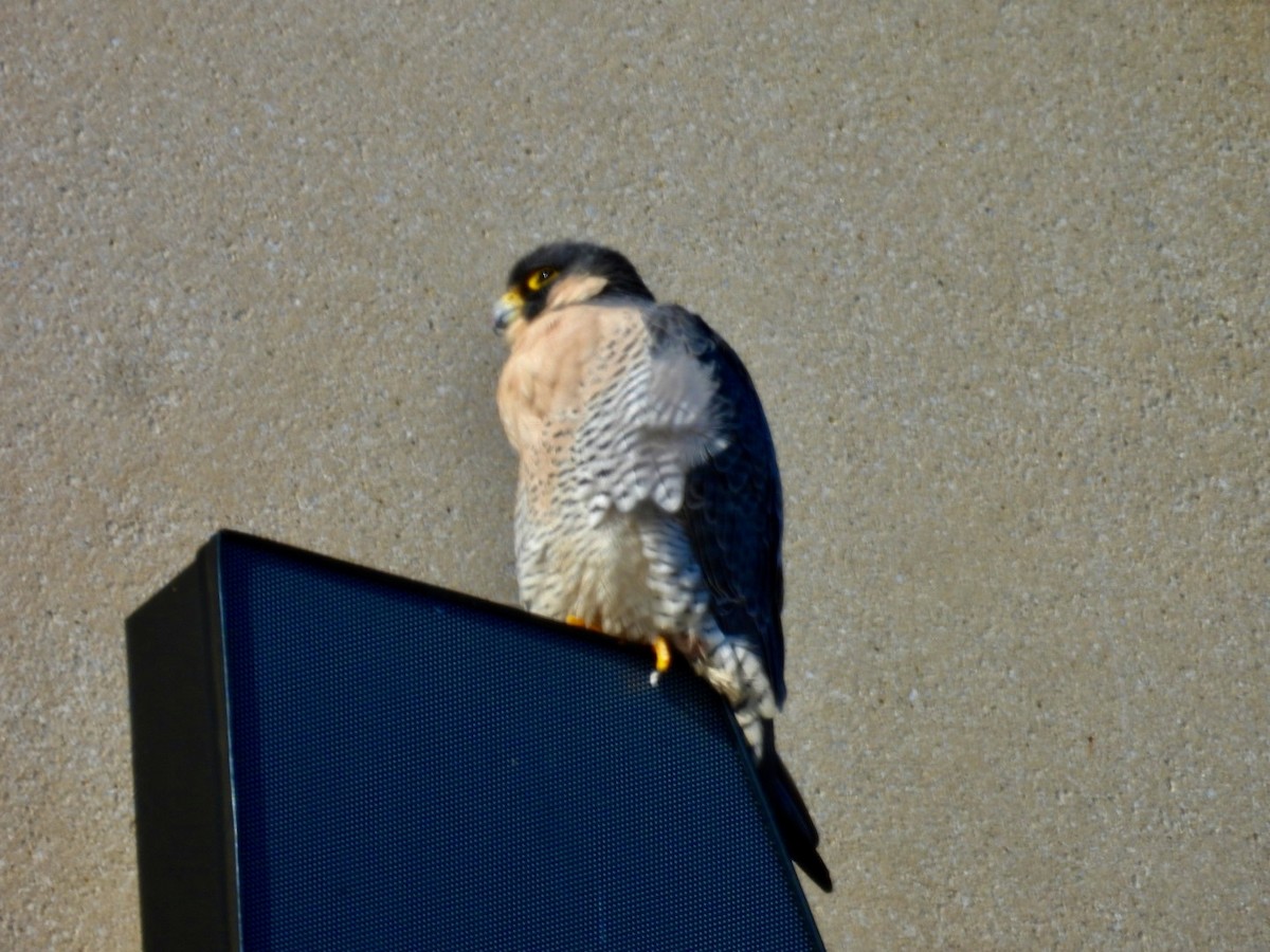 Peregrine Falcon - ML613678583