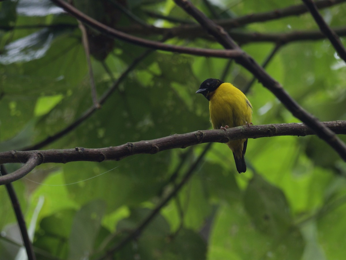 Brown-capped Weaver - ML613678599