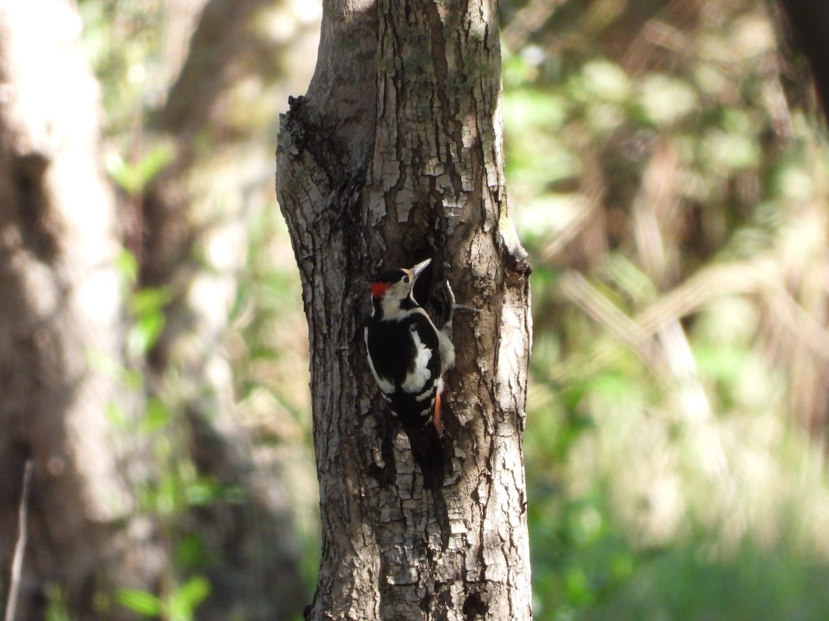 Syrian Woodpecker - ML613678688