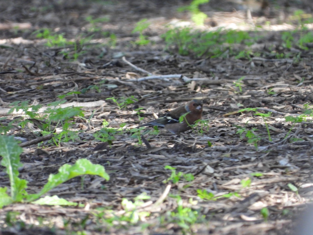 Common Chaffinch - ML613678709