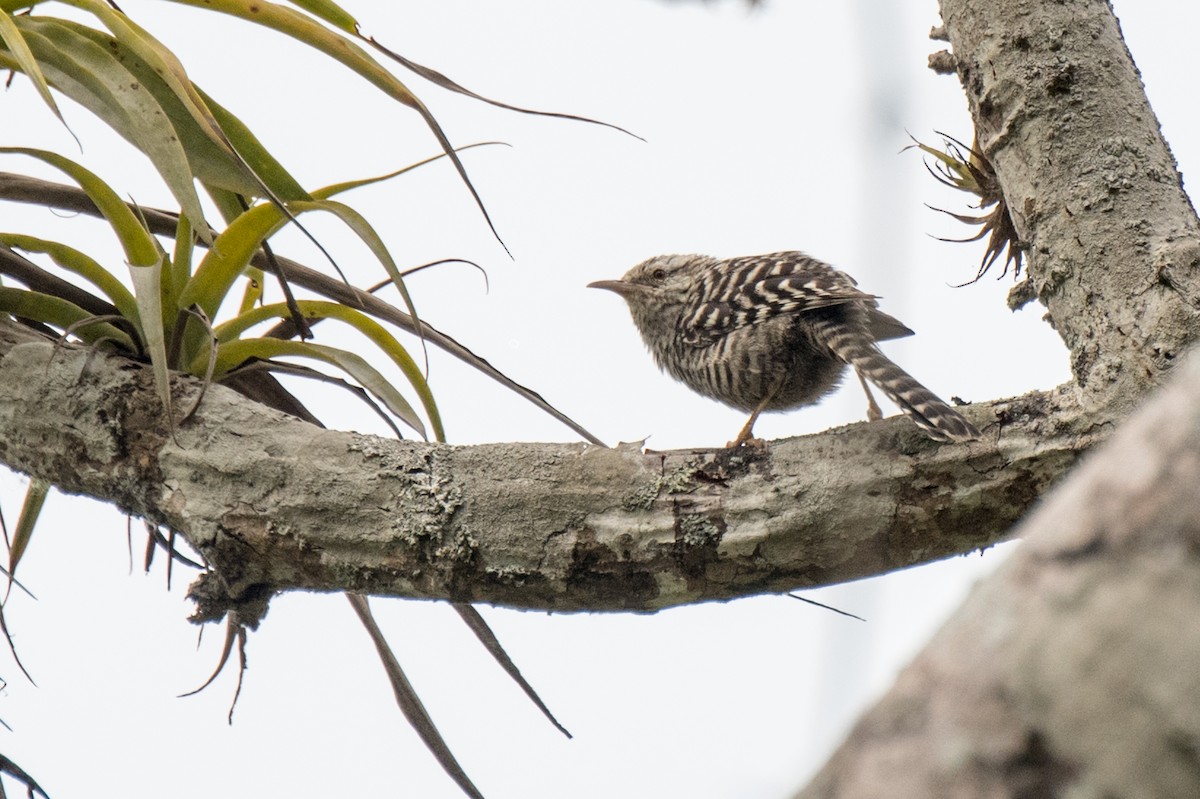 Fasciated Wren - ML613678715