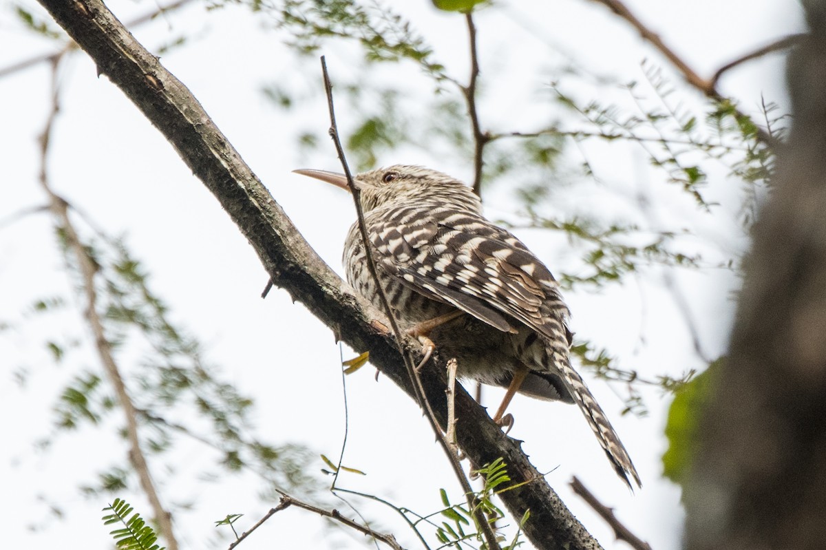 Fasciated Wren - ML613678716