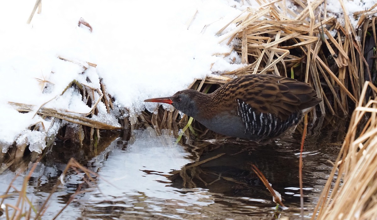 Water Rail - ML613678731