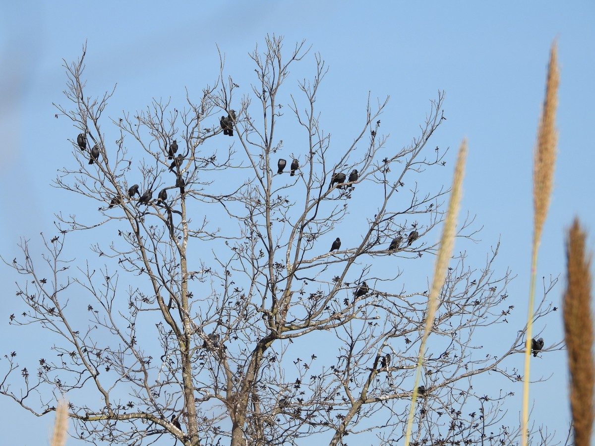 Eurasian Jackdaw - ML613678738