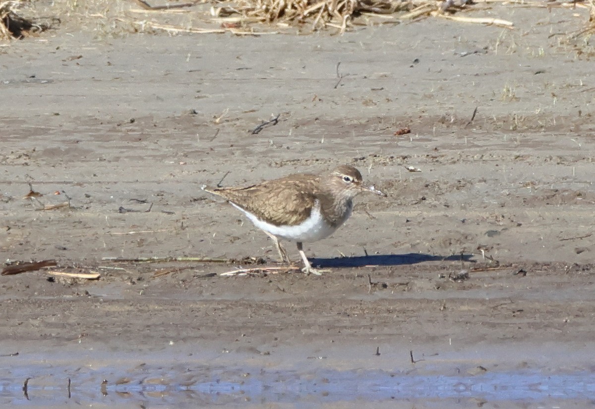 Common Sandpiper - Tomas Mazak