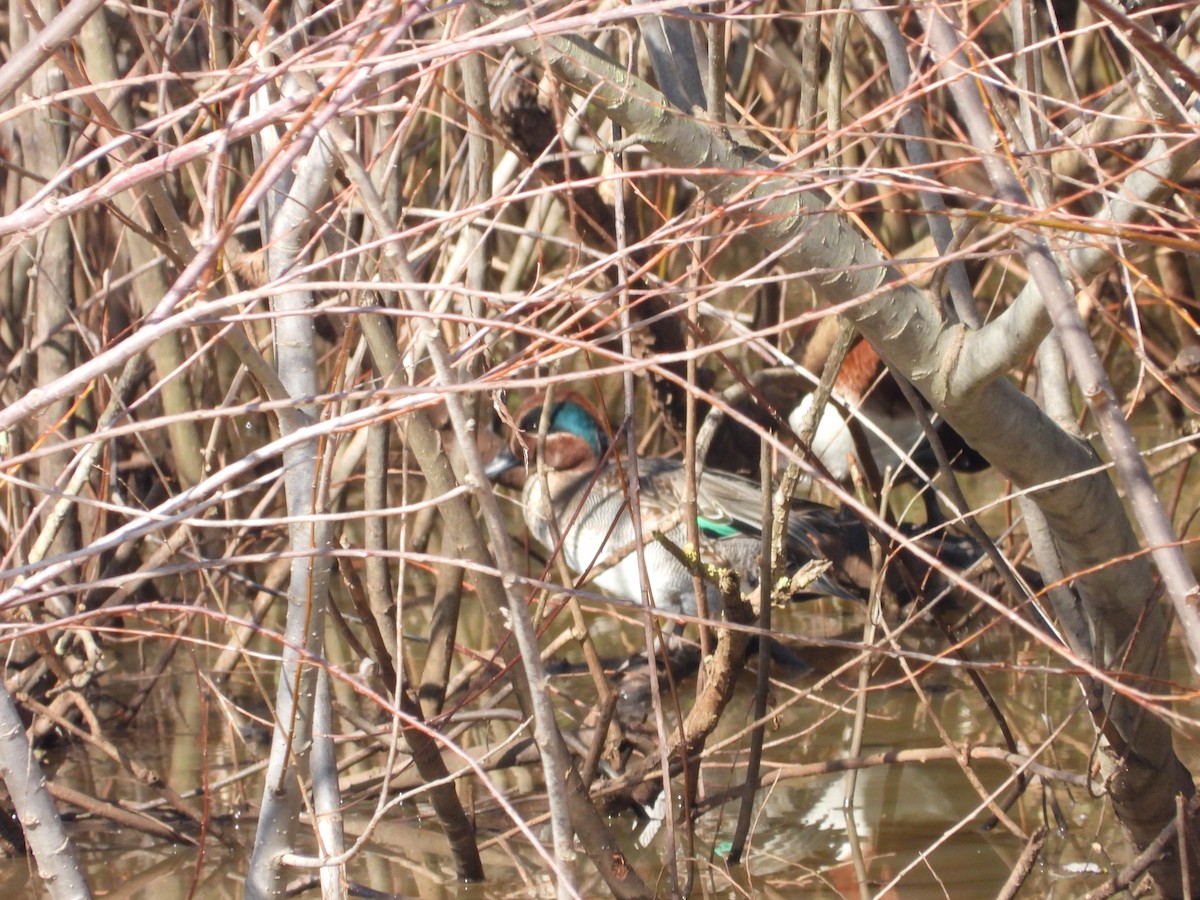 Green-winged Teal (Eurasian) - Susanne Tam