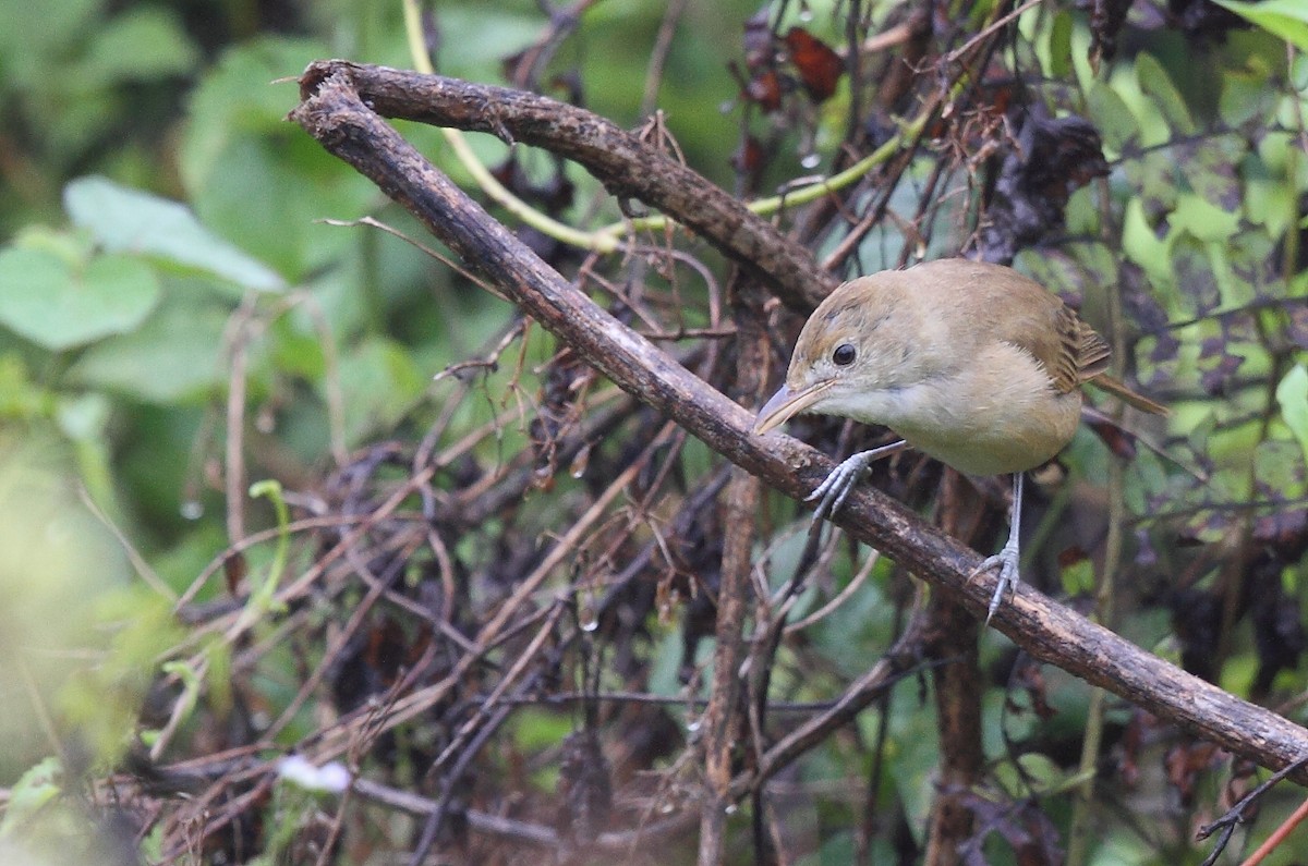 Thick-billed Warbler - ML613678773