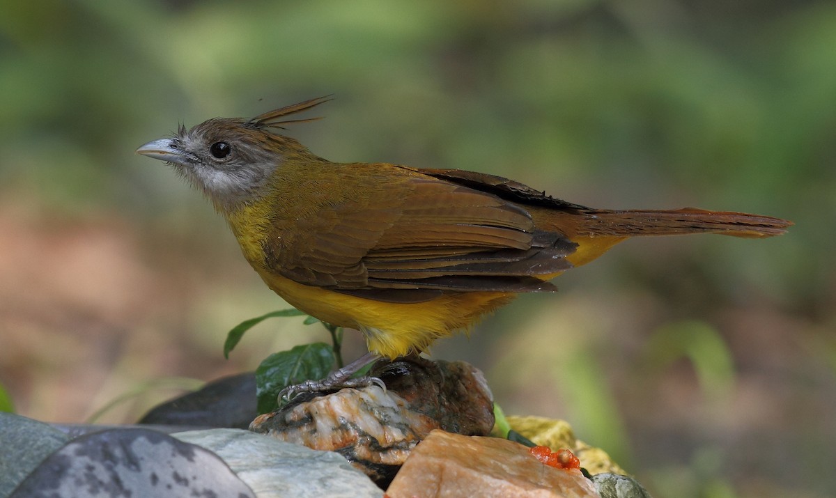 White-throated Bulbul - ML613678780