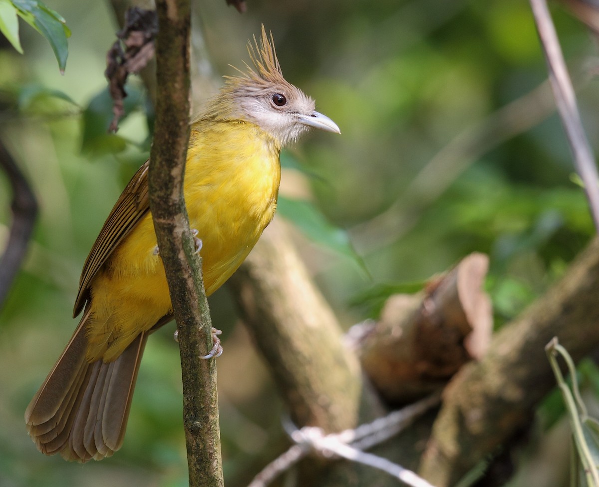 White-throated Bulbul - ML613678781