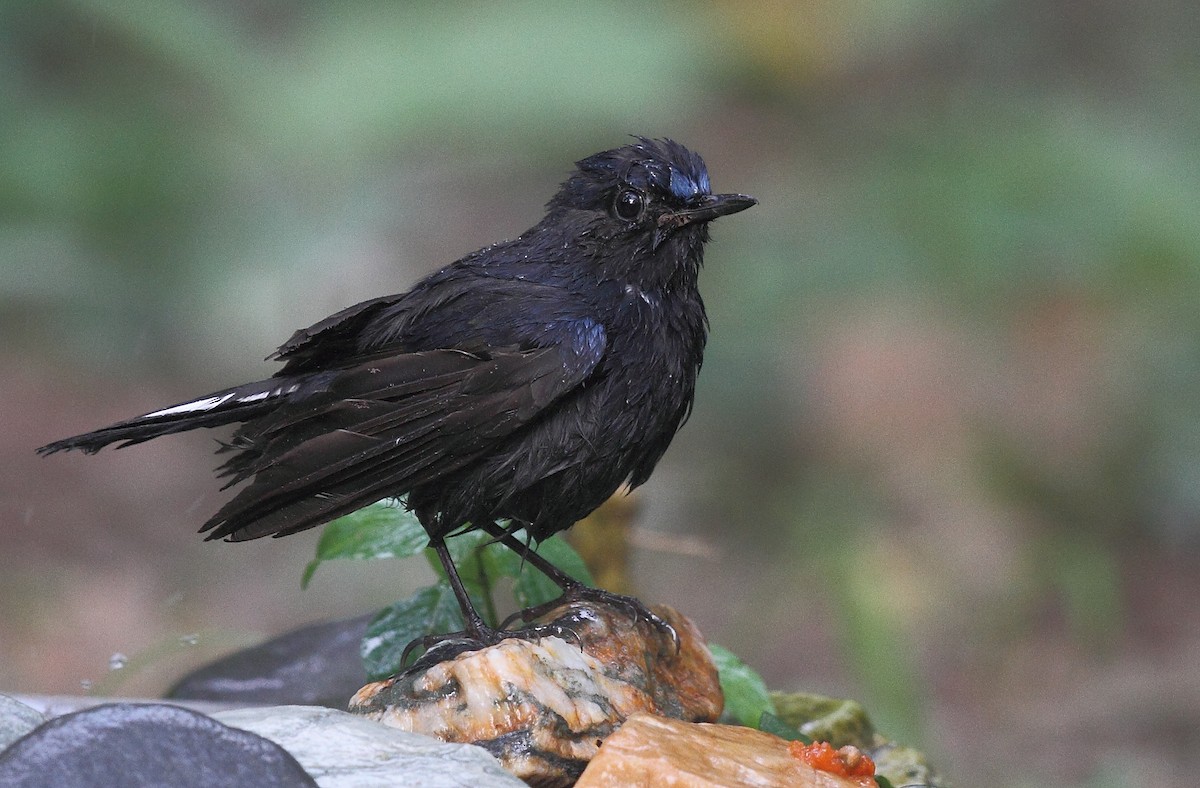 White-tailed Robin - Krishnan Sivasubramanian