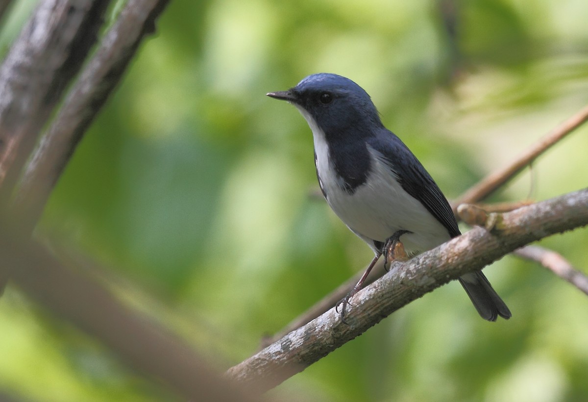 Ultramarine Flycatcher - ML613678809