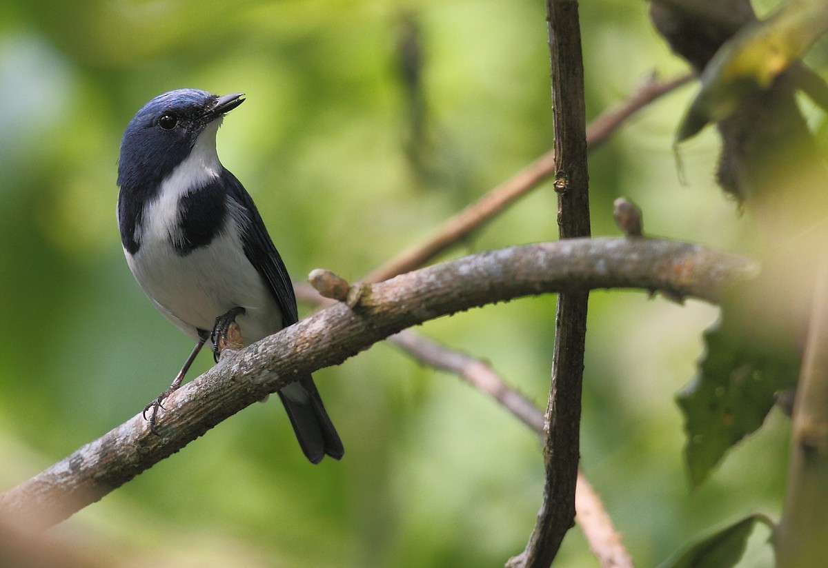 Ultramarine Flycatcher - ML613678810