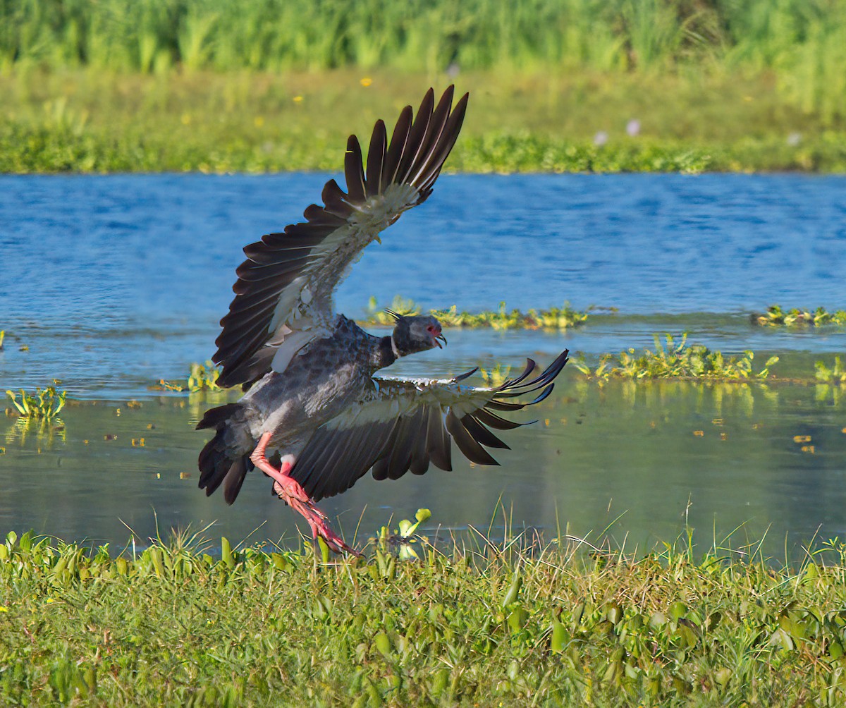 Southern Screamer - ML613678814