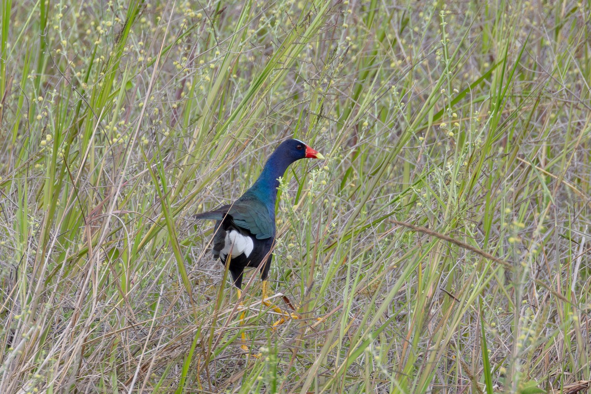 Purple Gallinule - ML613678833