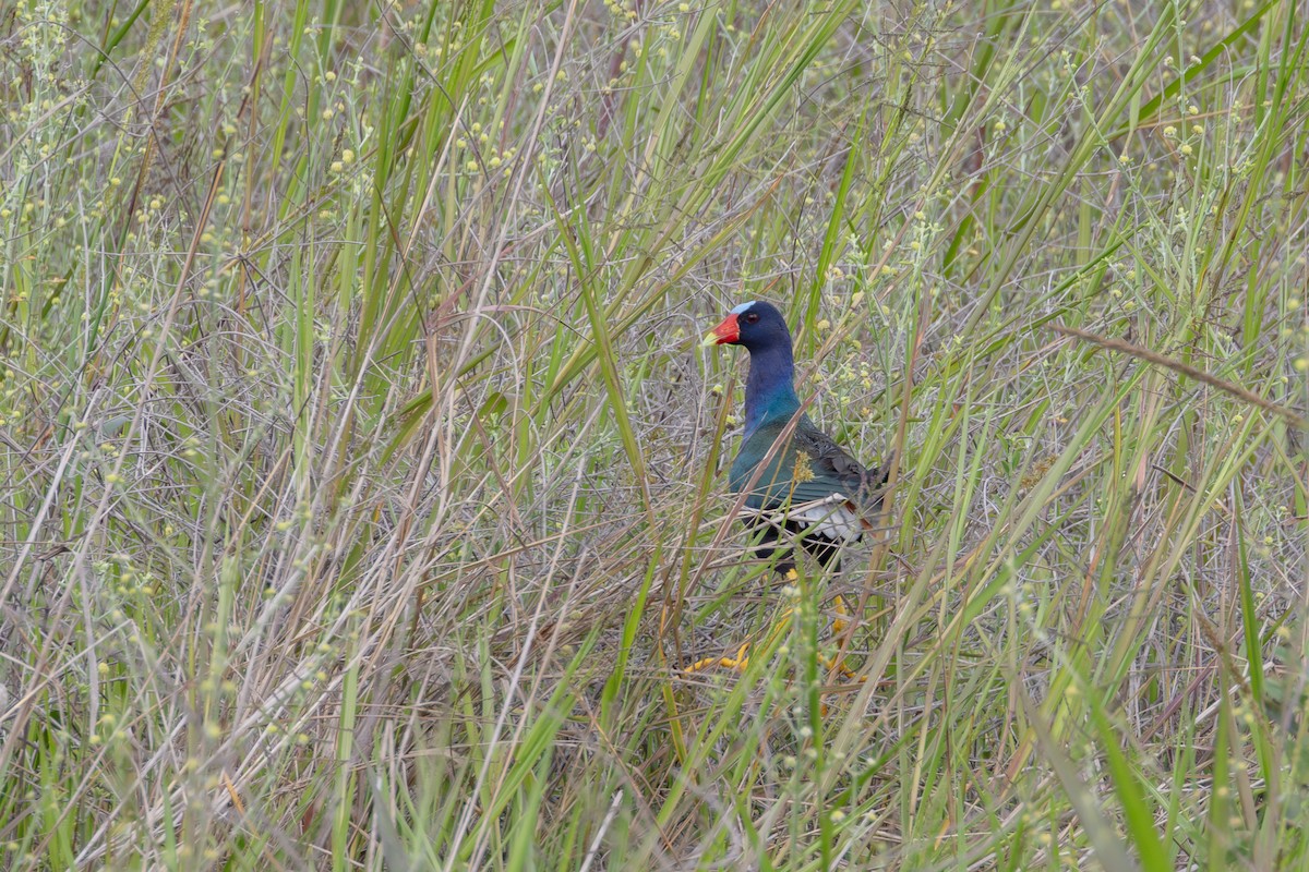 Purple Gallinule - ML613678834