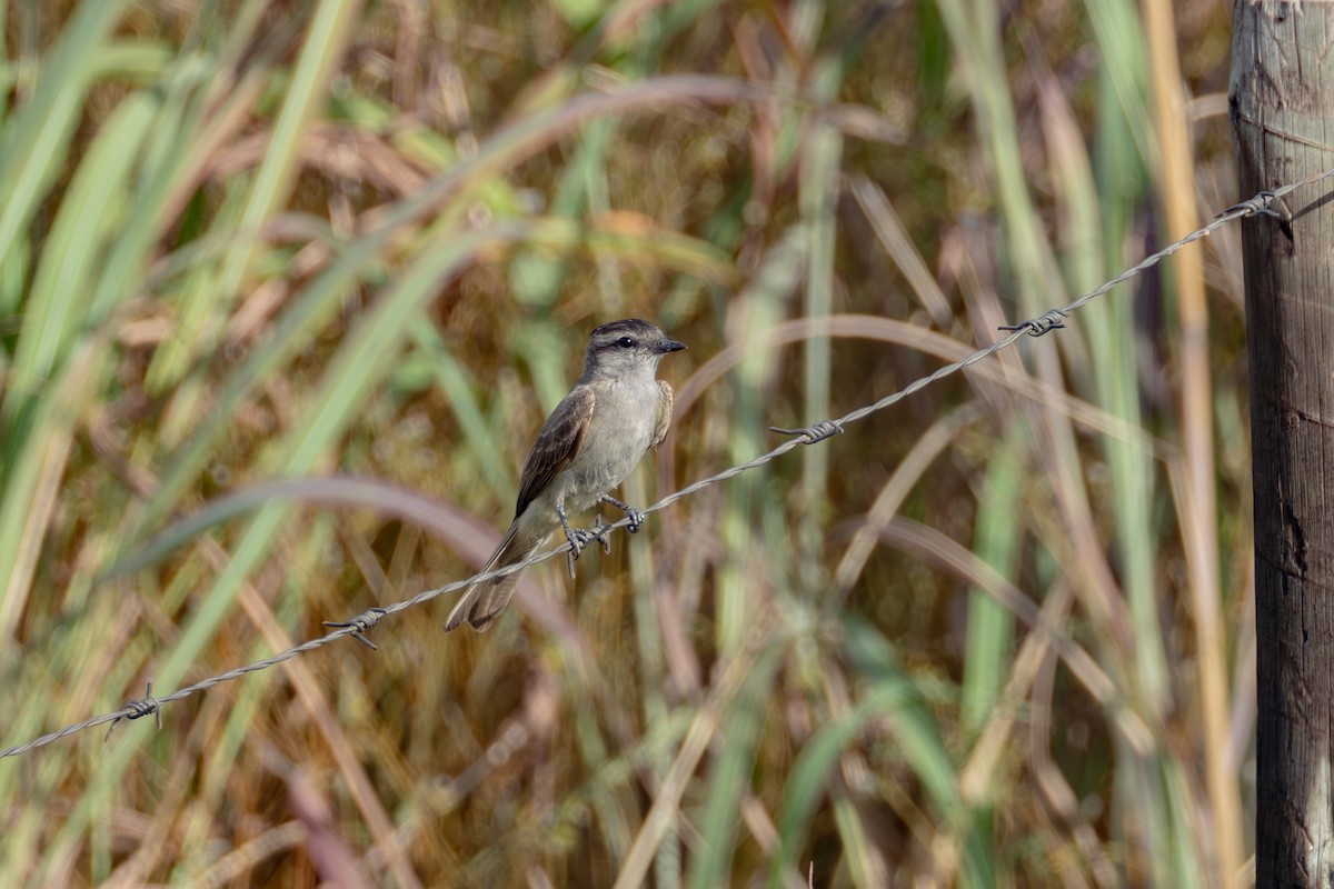 Crowned Slaty Flycatcher - ML613678862