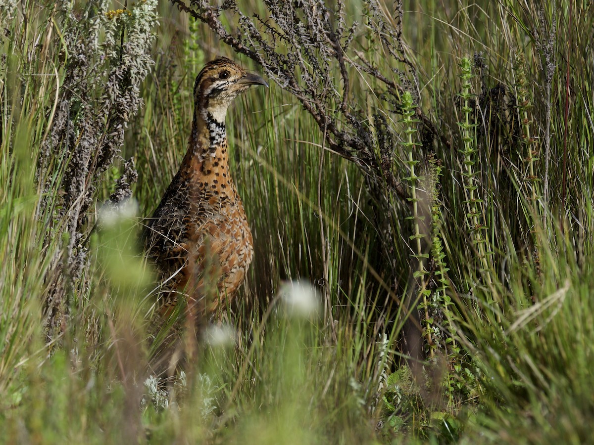 Francolín Etíope (elgonensis) - ML613678901