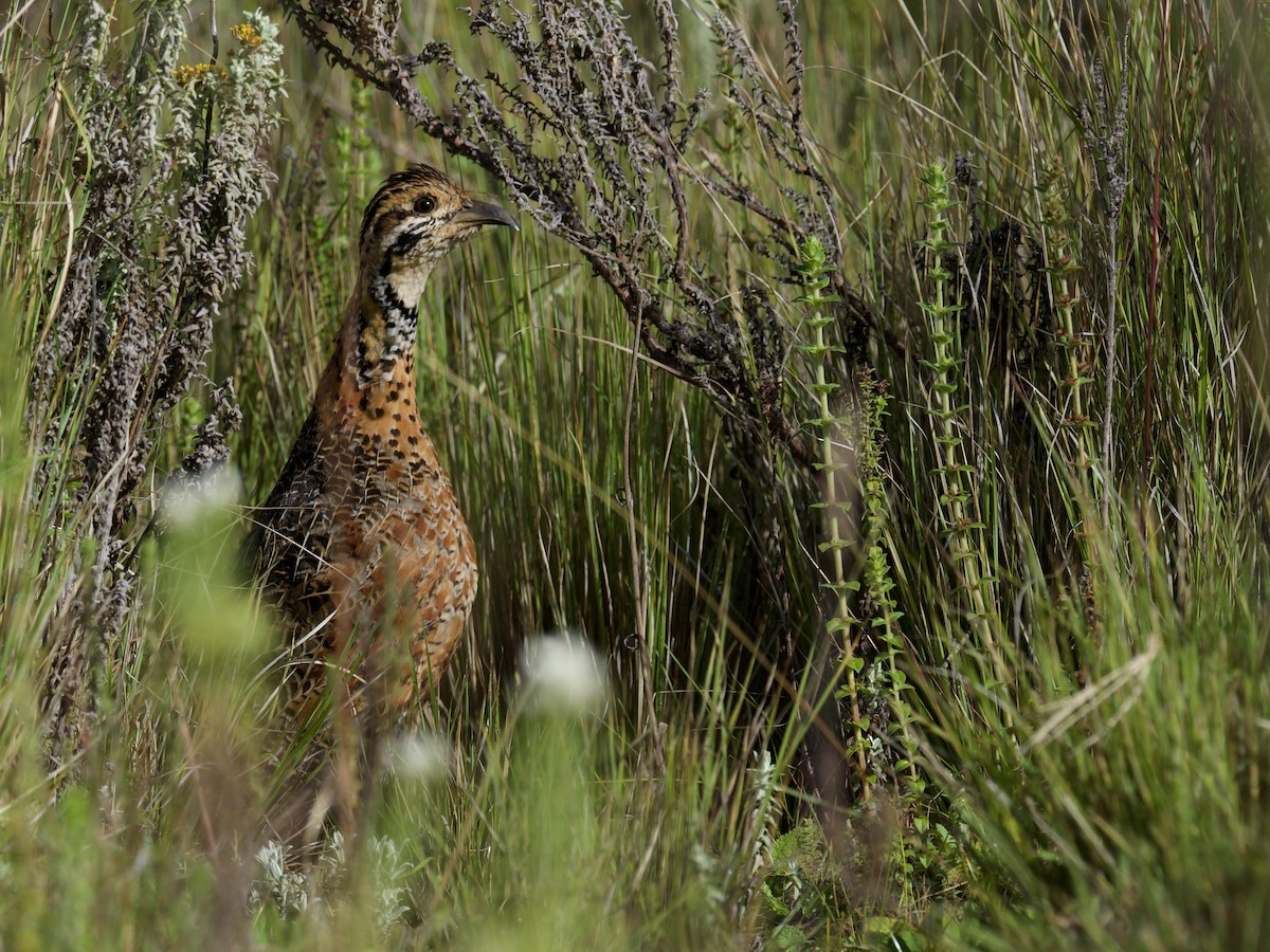 Francolín Etíope (elgonensis) - ML613678902