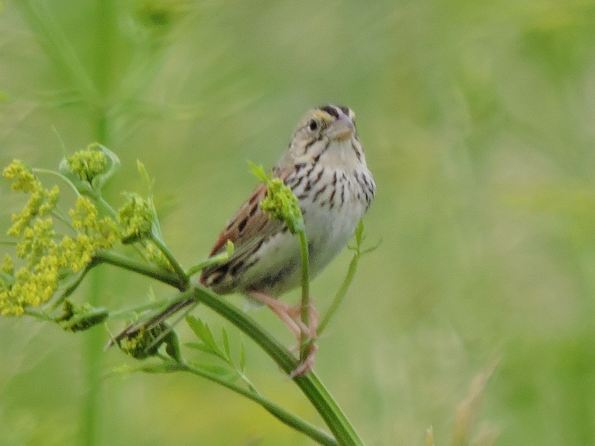 Henslow's Sparrow - Melody Walsh