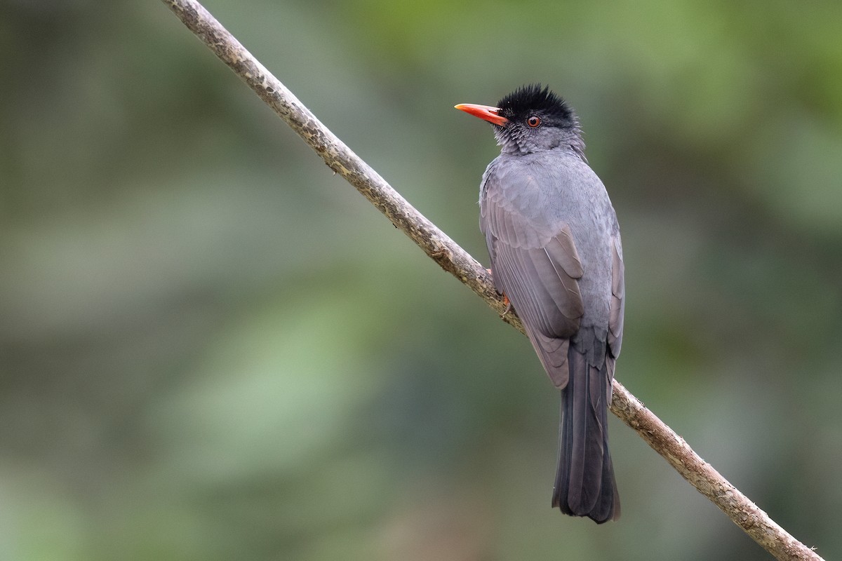 Bulbul des Ghats - ML613678915