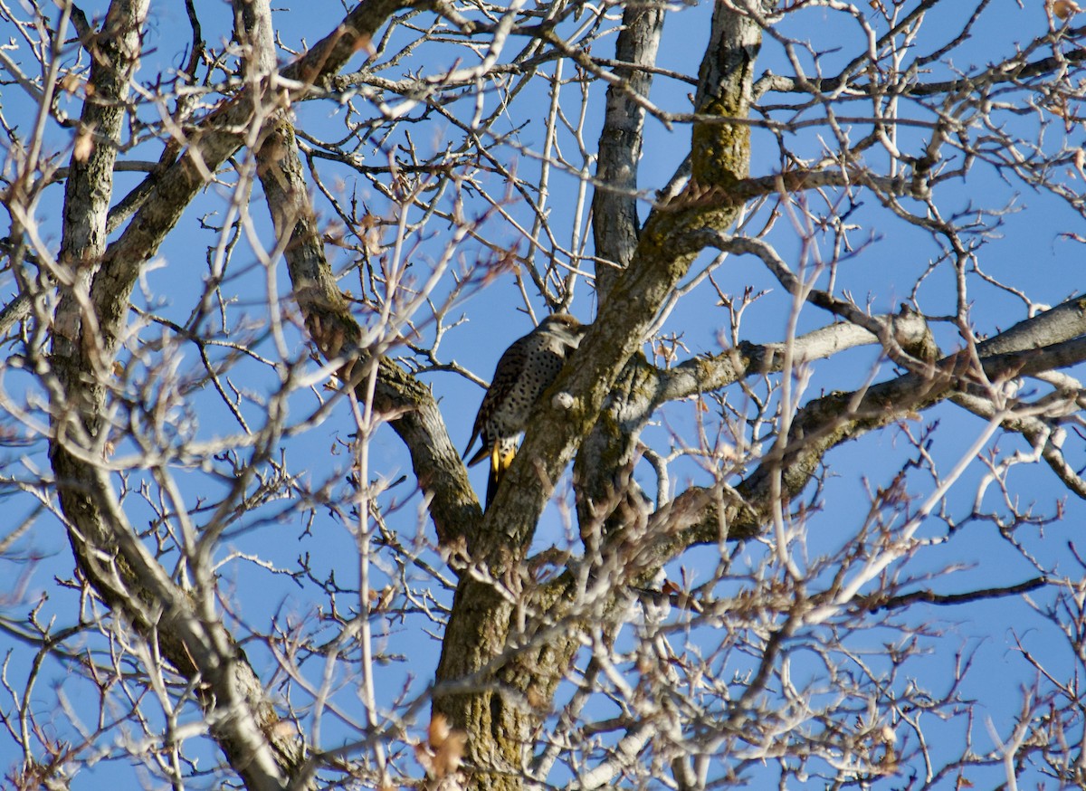 Gilded Flicker - ML613678927