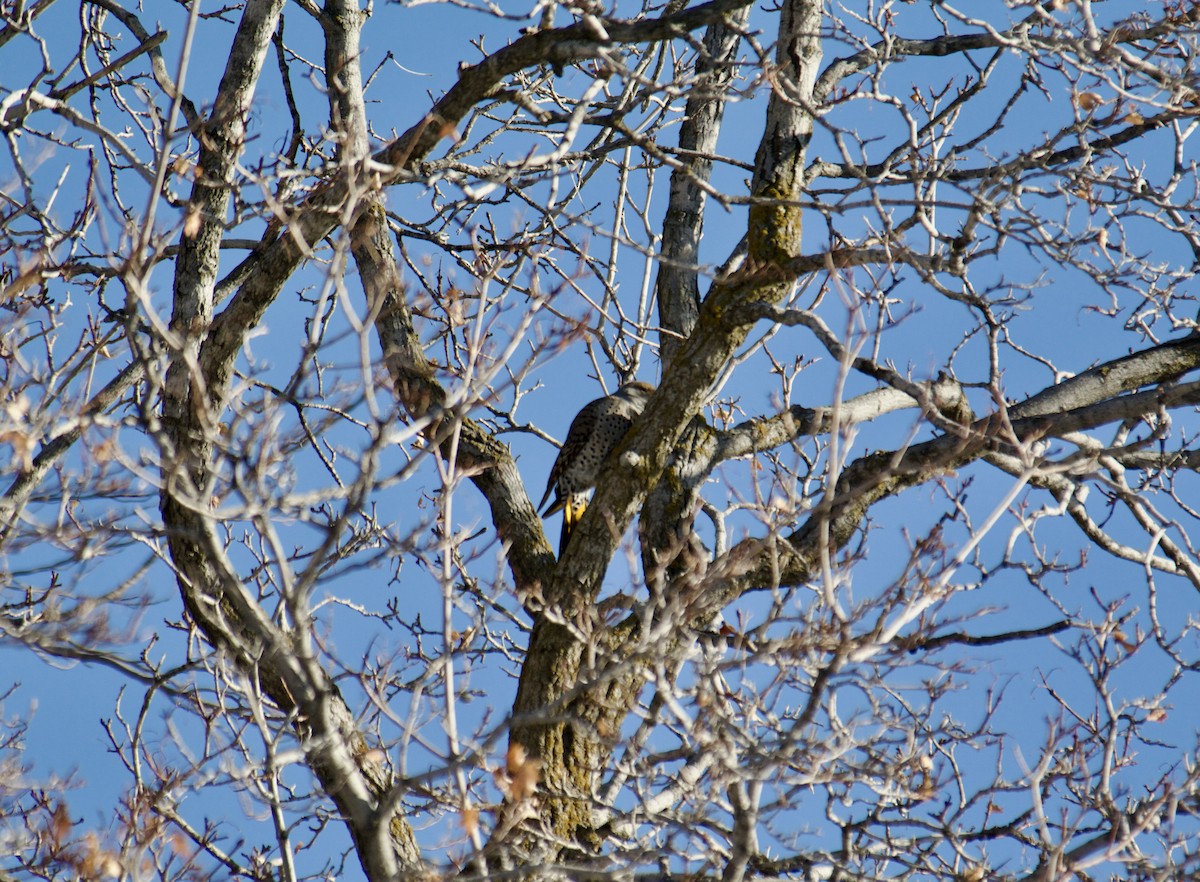 Gilded Flicker - ML613678928