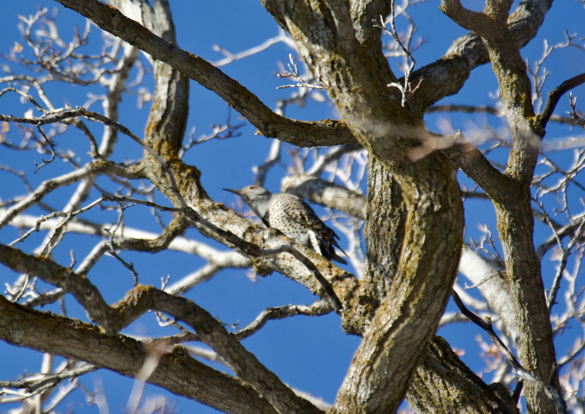 Gilded Flicker - ML613678929