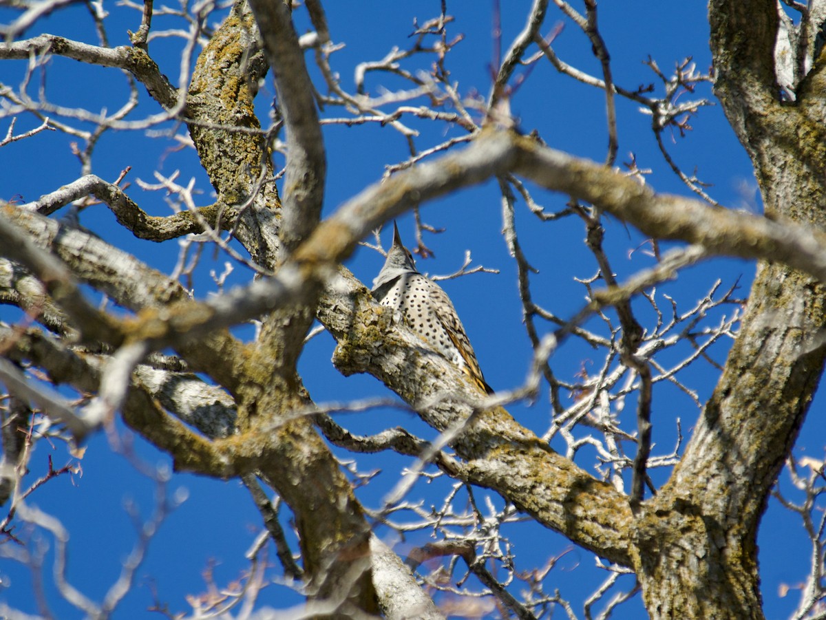 Gilded Flicker - ML613678930