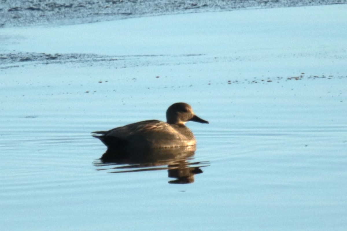 Gadwall - ML613678960