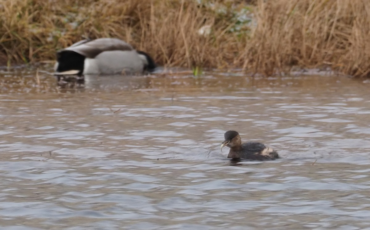 Little Grebe - ML613679013