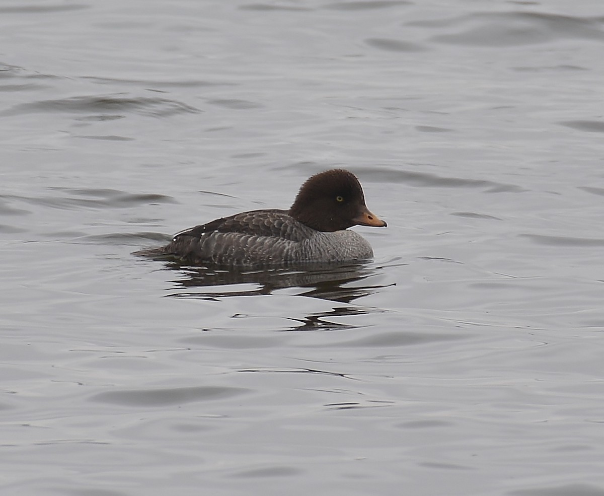 Barrow's Goldeneye - a   v n