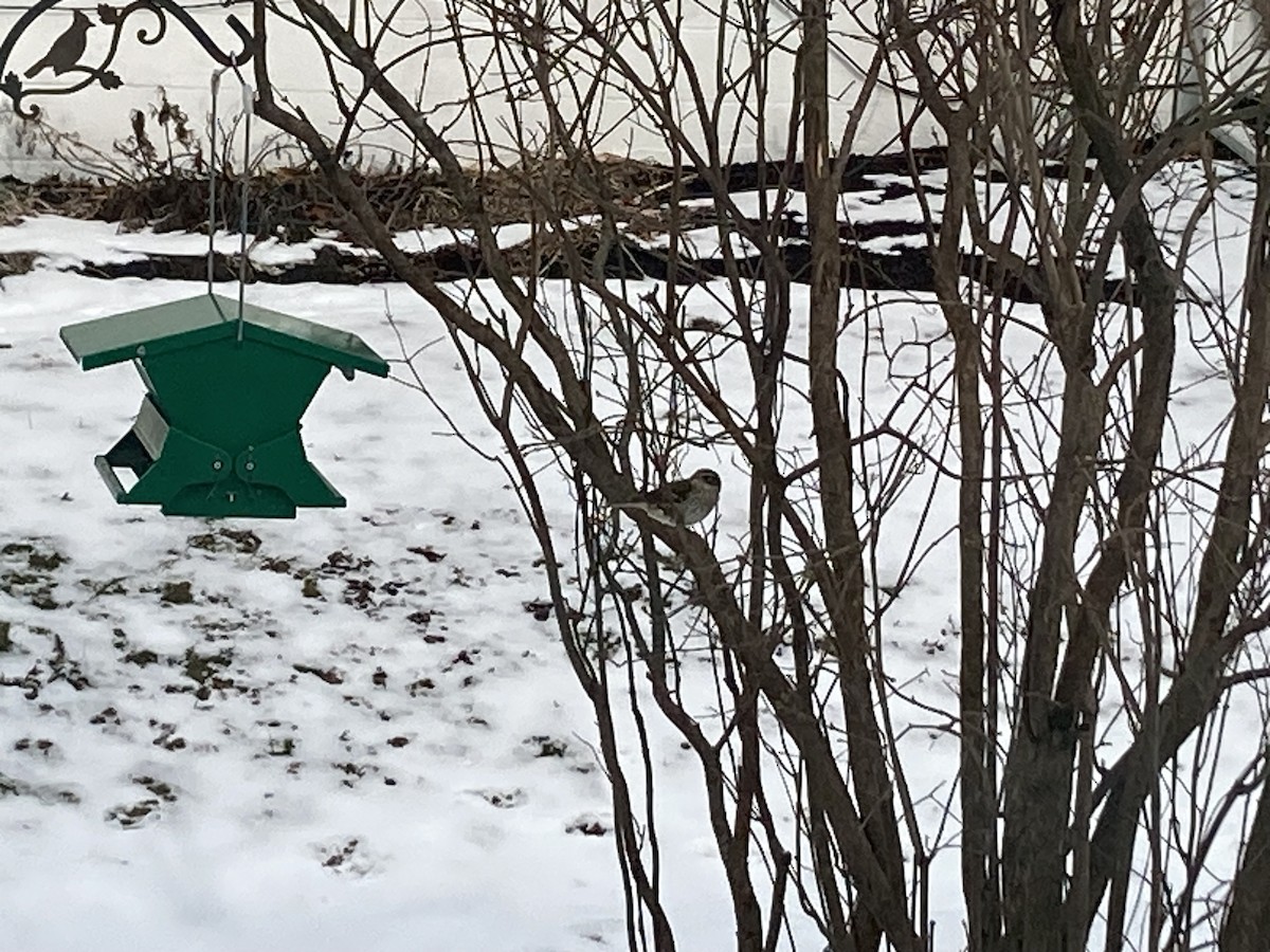 Rose-breasted Grosbeak - ML613679034