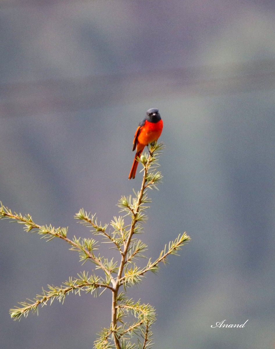 Long-tailed Minivet - Anand Singh