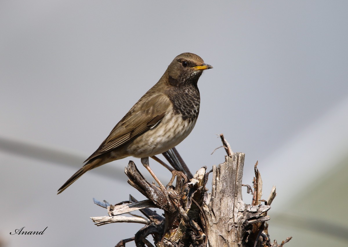 Black-throated Thrush - ML613679089