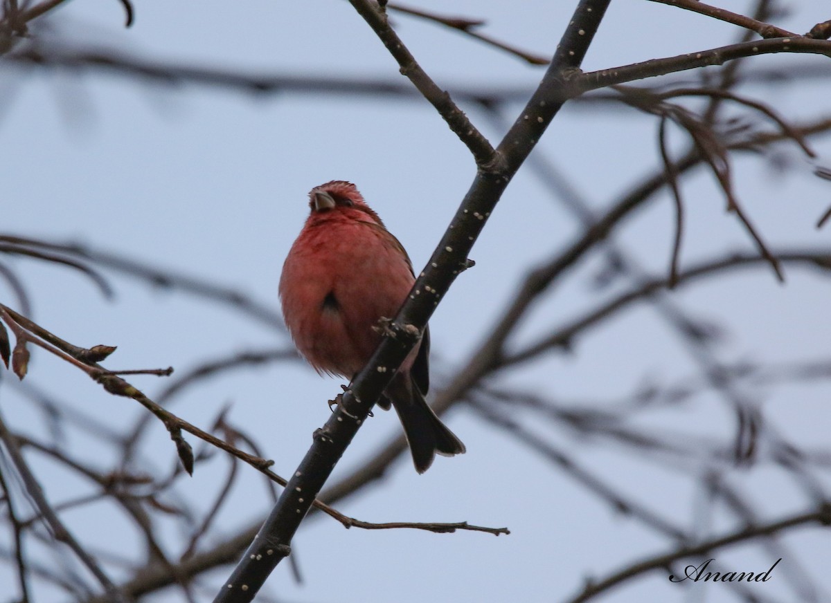 Pink-browed Rosefinch - ML613679102